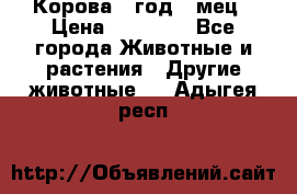 Корова 1 год 4 мец › Цена ­ 27 000 - Все города Животные и растения » Другие животные   . Адыгея респ.